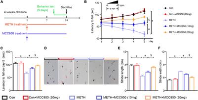 Inflammasome Inhibition Prevents Motor Deficit and Cerebellar Degeneration Induced by Chronic Methamphetamine Administration